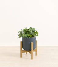 Load image into Gallery viewer, Iron Gray stand:bamboo