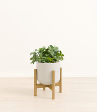 Load image into Gallery viewer, Natural Bamboo stand:bamboo