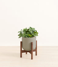 Load image into Gallery viewer, Sage Green stand:walnut