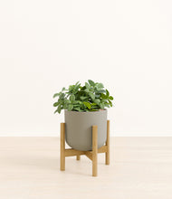 Load image into Gallery viewer, Sage Green stand:bamboo