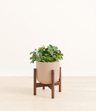 Load image into Gallery viewer, Sandy Pink stand:walnut