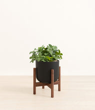 Load image into Gallery viewer, Stone Black stand:walnut