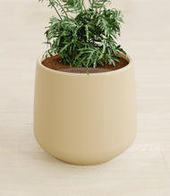 Load image into Gallery viewer, Almond Green stand:all