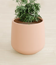 Load image into Gallery viewer, Gentle Pink stand:all