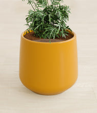 Load image into Gallery viewer, Mustard stand:all