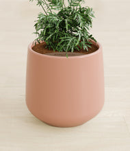 Load image into Gallery viewer, Calm Rose stand:all