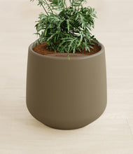 Load image into Gallery viewer, Olive stand:all