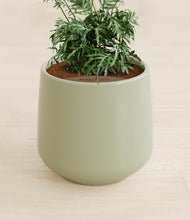 Load image into Gallery viewer, Turquoise stand:all