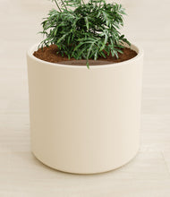 Load image into Gallery viewer, Cream stand:all