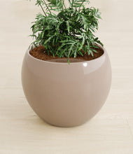 Load image into Gallery viewer, Desert Brown stand:all