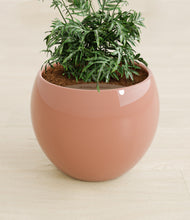 Load image into Gallery viewer, Calm Rose stand:all