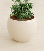 Load image into Gallery viewer, Shiny EggWhite stand:all