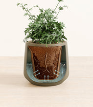 Load image into Gallery viewer, Olive stand:all