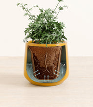 Load image into Gallery viewer, Mustard stand:all