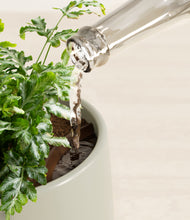 Load image into Gallery viewer, Turquoise stand:all