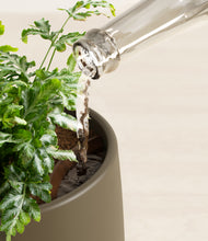 Load image into Gallery viewer, Olive stand:all