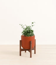 Load image into Gallery viewer, Earth Red stand:walnut