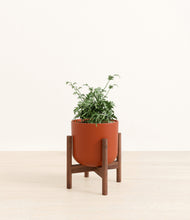 Load image into Gallery viewer, Earth Red stand:walnut