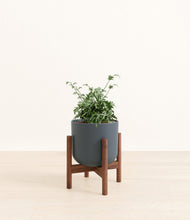 Load image into Gallery viewer, Iron Gray stand:walnut