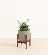 Load image into Gallery viewer, Sage Green stand:walnut