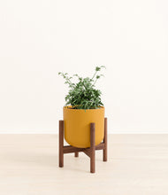 Load image into Gallery viewer, Sunset Orange stand:walnut