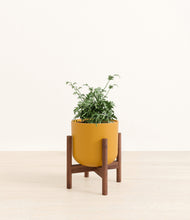 Load image into Gallery viewer, Sunset Orange stand:walnut