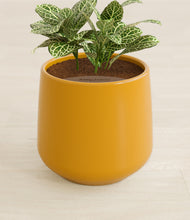 Load image into Gallery viewer, Mustard stand:all