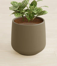 Load image into Gallery viewer, Olive stand:all