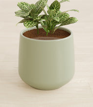 Load image into Gallery viewer, Turquoise stand:all