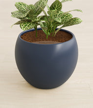 Load image into Gallery viewer, Deep Navy stand:all