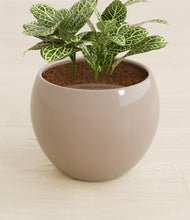 Load image into Gallery viewer, Desert Brown stand:all