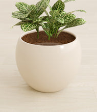 Load image into Gallery viewer, Shiny EggWhite stand:all