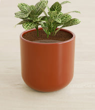 Load image into Gallery viewer, Glossy Red stand:all