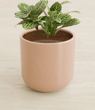 Load image into Gallery viewer, Glossy Pink stand:all