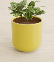 Load image into Gallery viewer, Key Lime Yellow stand:all