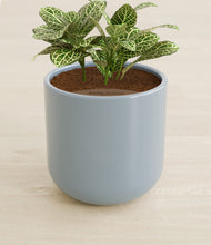 Load image into Gallery viewer, Misty Blue stand:all