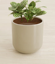 Load image into Gallery viewer, Sage Green stand:all