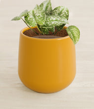 Load image into Gallery viewer, Mustard stand:all