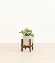 Load image into Gallery viewer, Snowdrift White stand:walnut