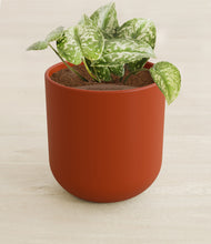 Load image into Gallery viewer, Earth Red stand:all