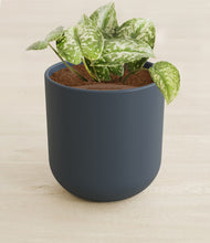 Load image into Gallery viewer, Iron Gray stand:all