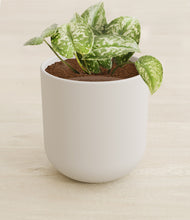 Load image into Gallery viewer, Natural Bamboo stand:all