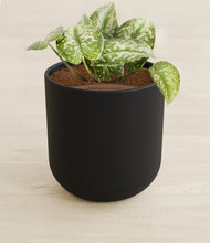 Load image into Gallery viewer, Stone Black stand:all