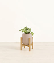 Load image into Gallery viewer, Eternal Gray stand:bamboo