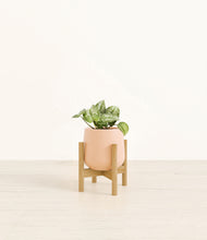 Load image into Gallery viewer, Gentle Pink stand:bamboo