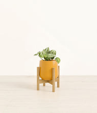 Load image into Gallery viewer, Mustard stand:bamboo