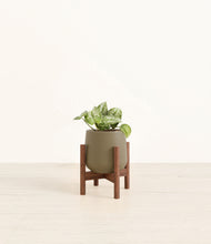 Load image into Gallery viewer, Olive stand:walnut