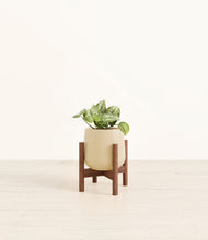 Load image into Gallery viewer, Almond Green stand:walnut