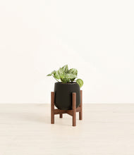 Load image into Gallery viewer, Black stand:walnut