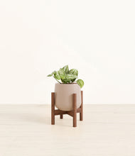 Load image into Gallery viewer, Eternal Gray stand:walnut